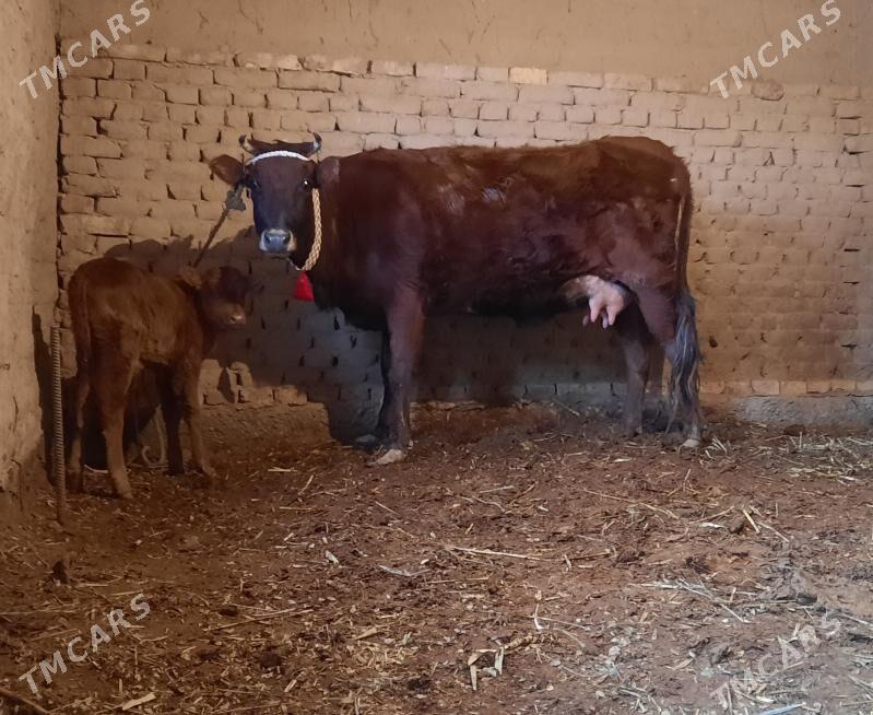 15.16.LITR SÜÝDLI GÖLELI SYGYR - Köneürgenç - img 1