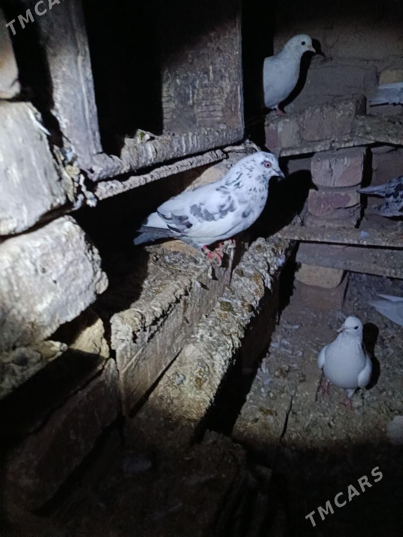 kepter - Türkmenabat - img 1