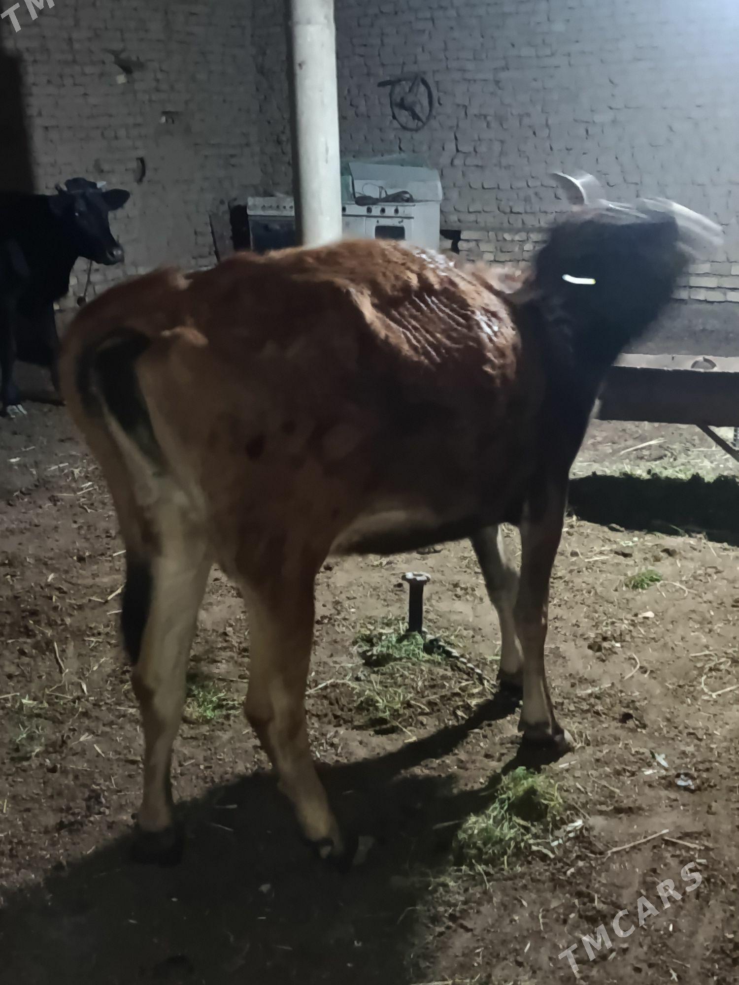 bogoz sygyr - Мары - img 1