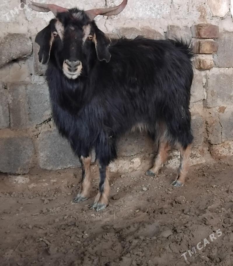 GEÇI GISIR - Aşgabat - img 1