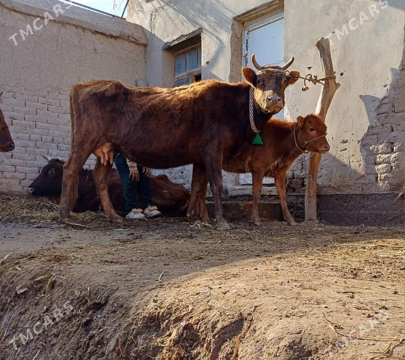 ULY GOLELI SYGYR ICEM - Köneürgenç - img 1