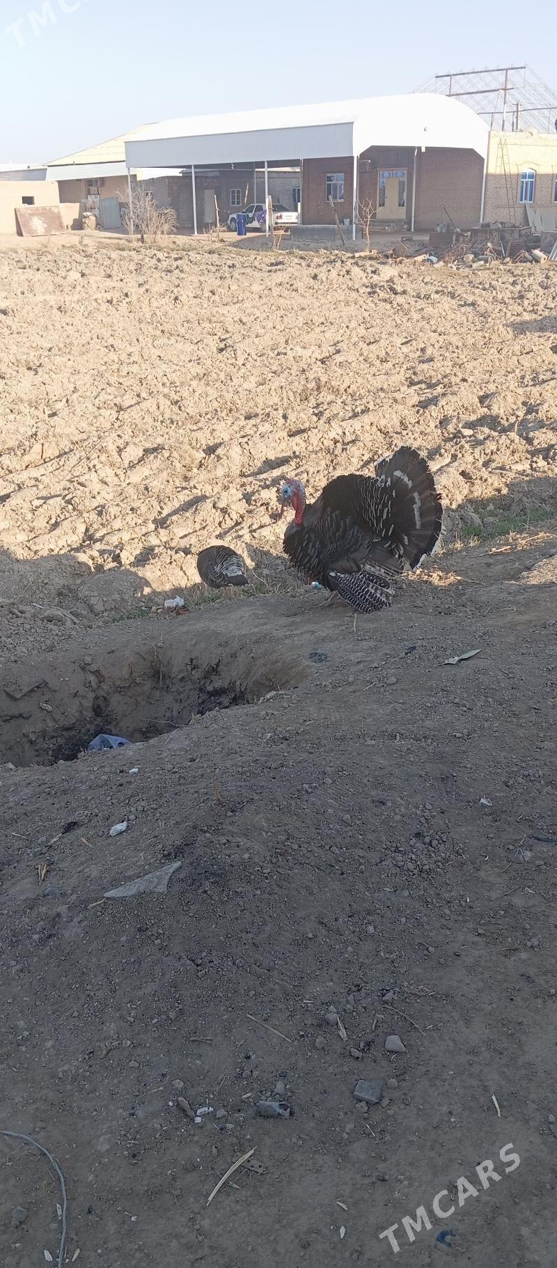 Erkek indukerkek induk - Мары - img 1