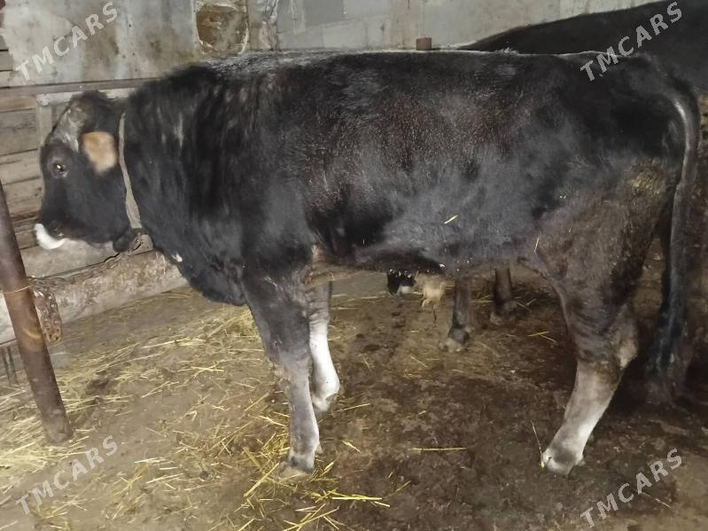 2 okuz - Gyzylarbat - img 1