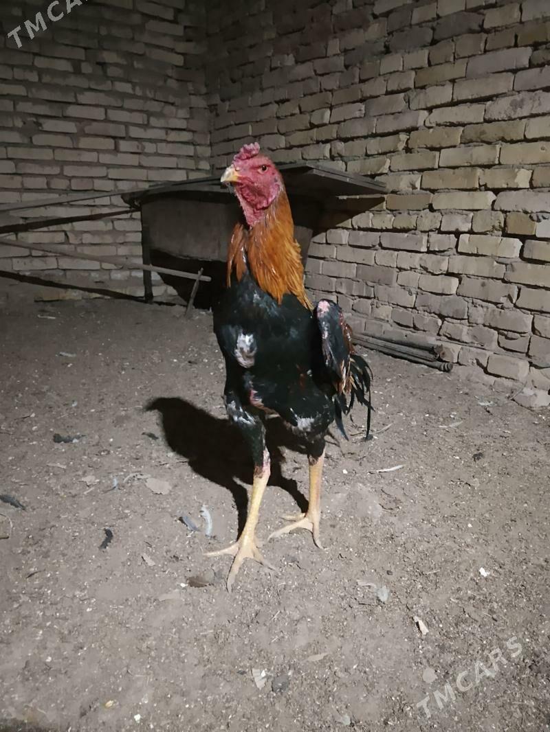 Horoz - Байрамали - img 1