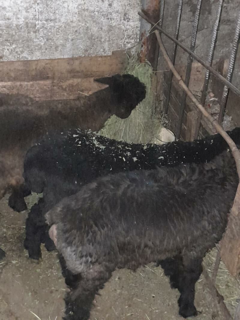 Tokly - Hitrowka - img 1