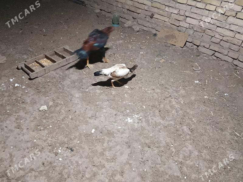 horoz - Байрамали - img 1