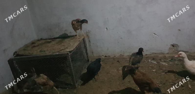 Taskent maki - Гызыларбат - img 1