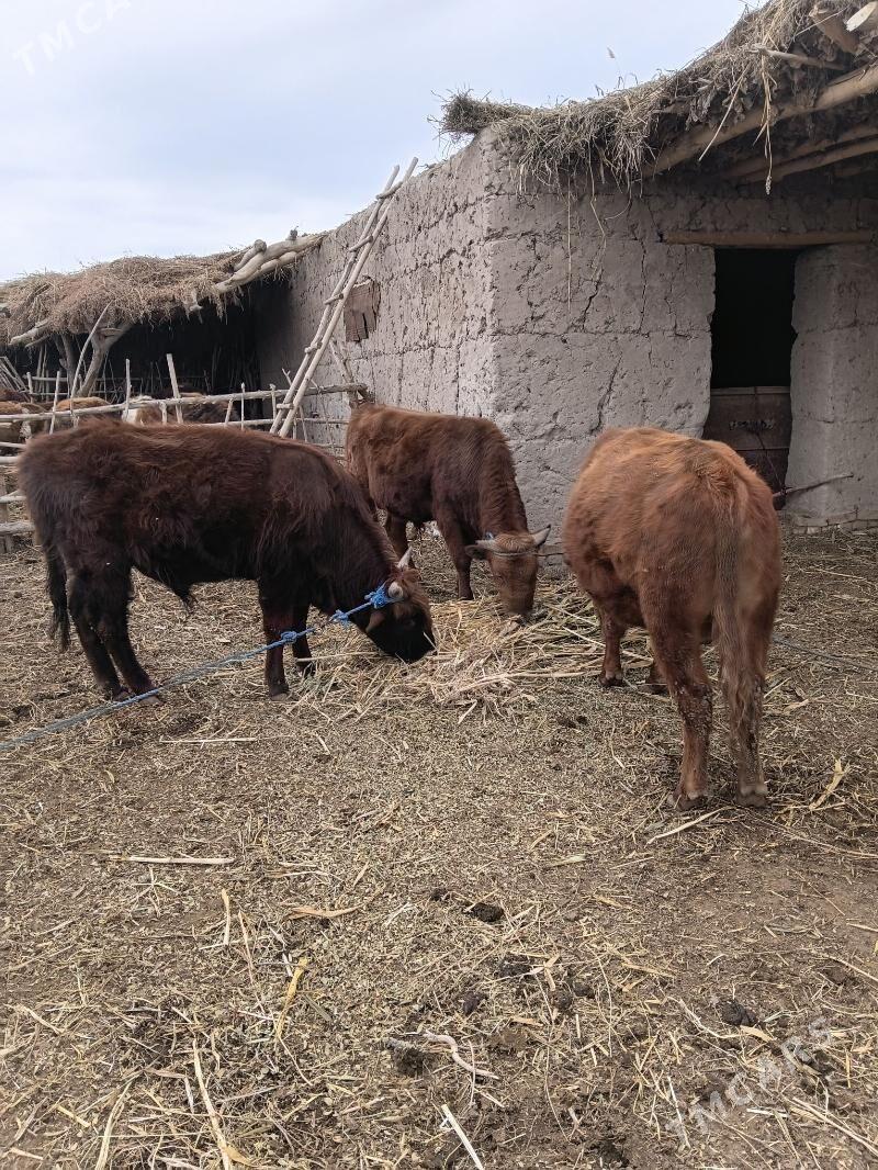 ökuz - Gubadag - img 1