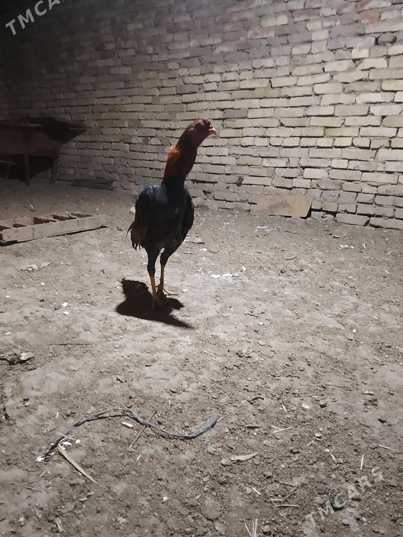 baysy juje - Байрамали - img 1