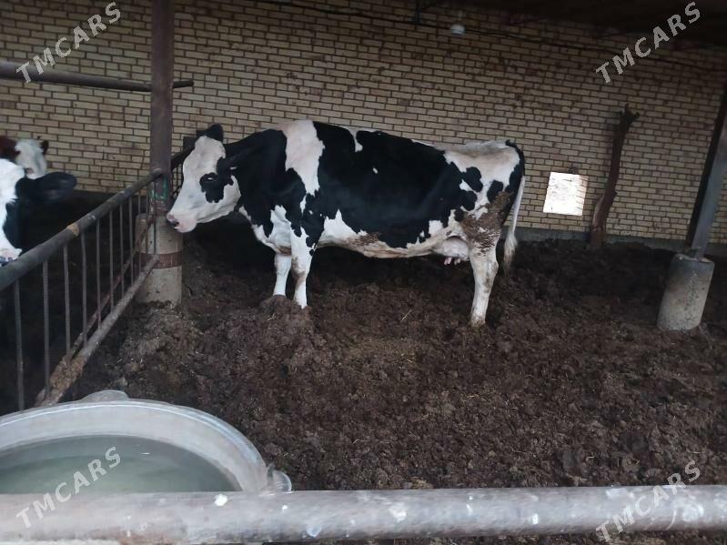 BAKLYK SYGYR - Çärjew - img 1