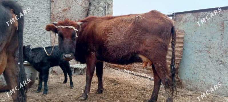 sygyr göleli - Бахарден - img 1