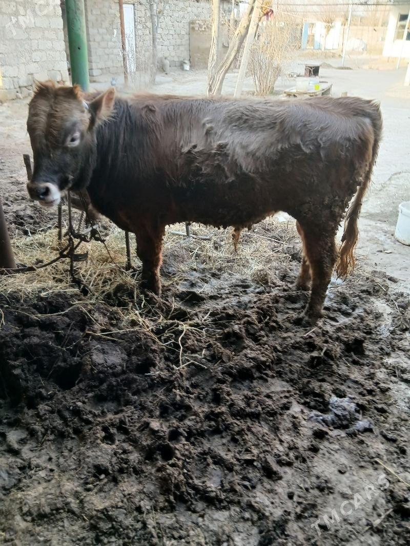 okuz - Ýaşlyk - img 1