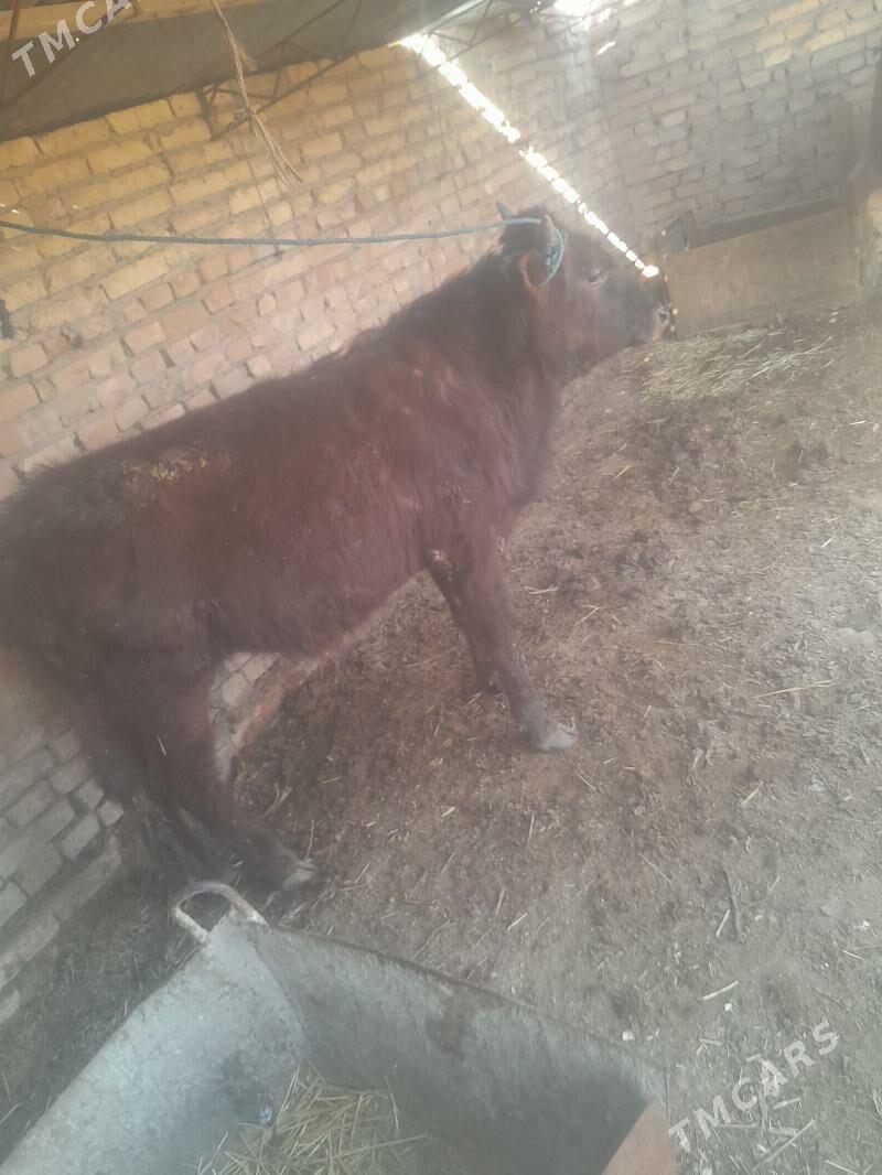 okuz - Çärjew - img 1