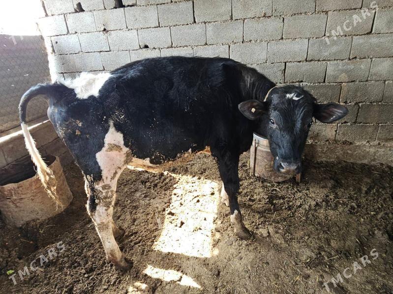 okuz - Кака - img 1