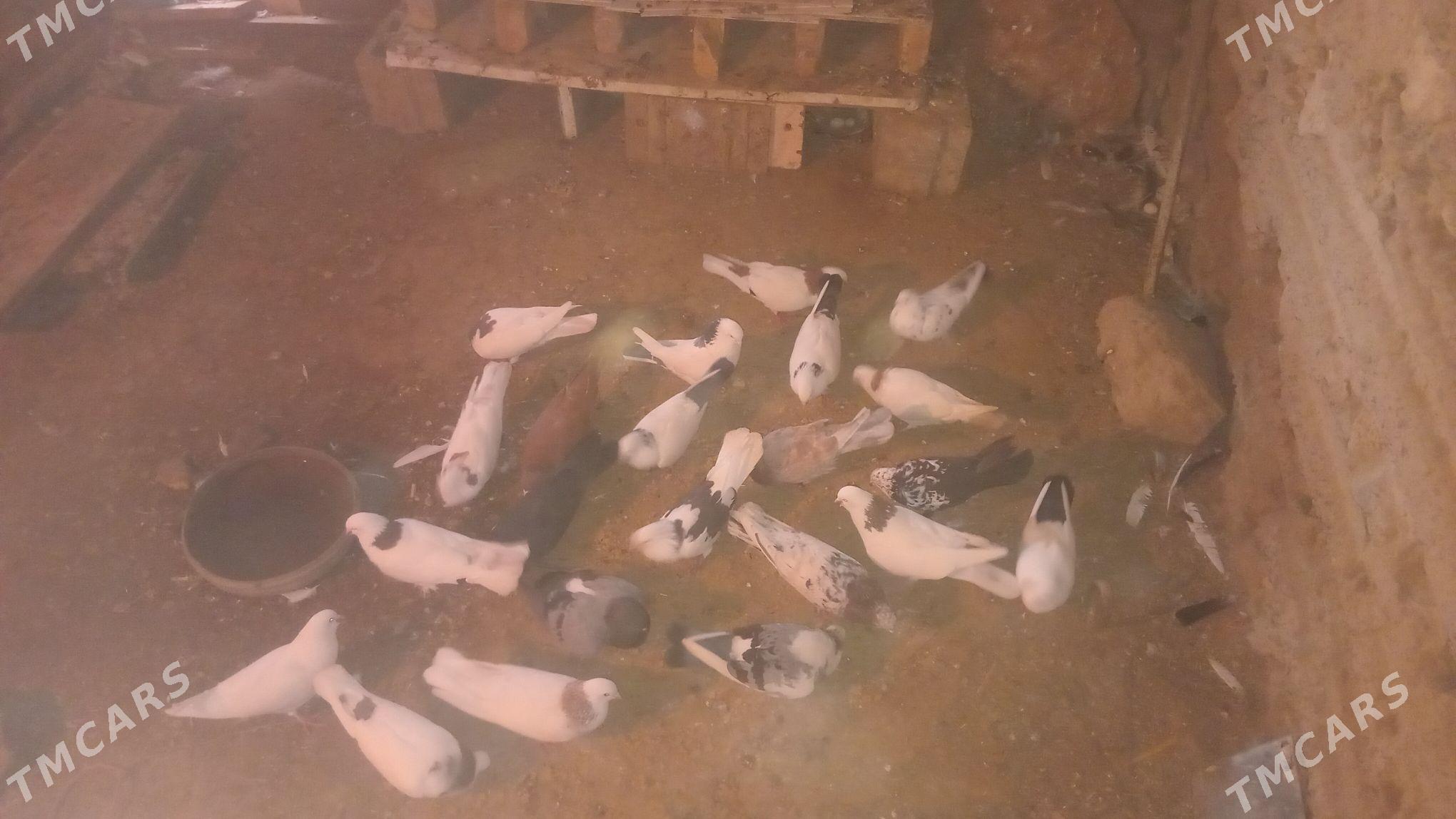 Kepderi - Gyzylarbat - img 1