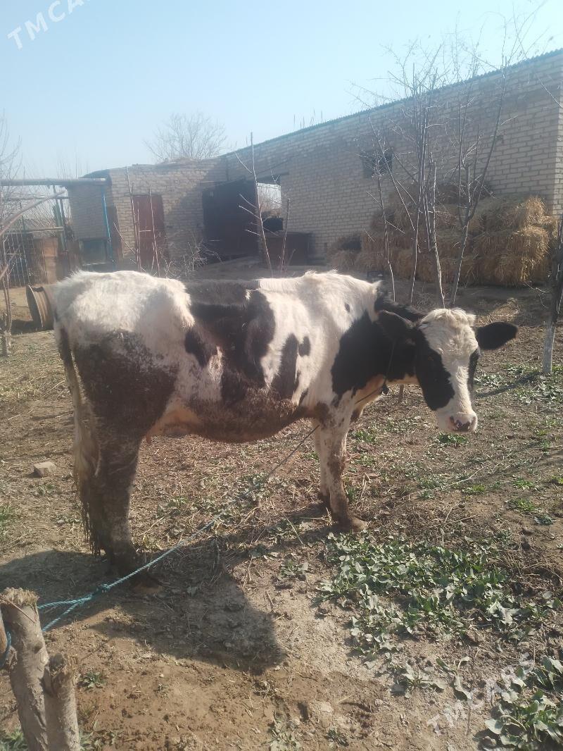 saglyk - Dänew - img 1