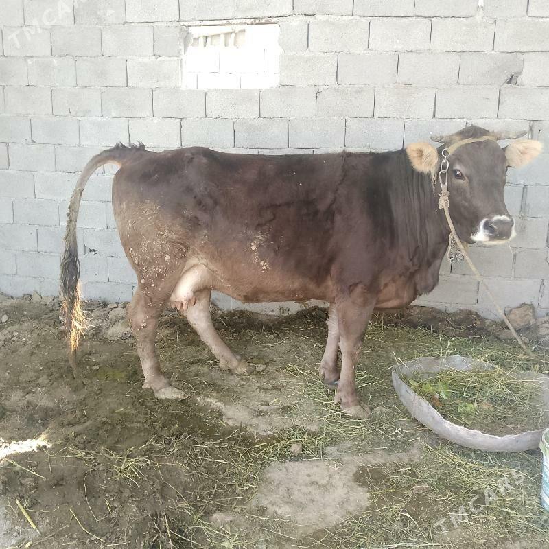 Bakylan sygyr - Aşgabat - img 1