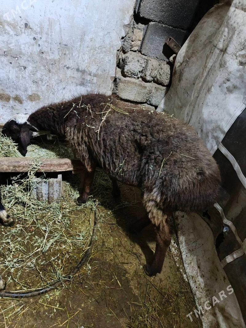 gisar goyun - Garadamak - img 1