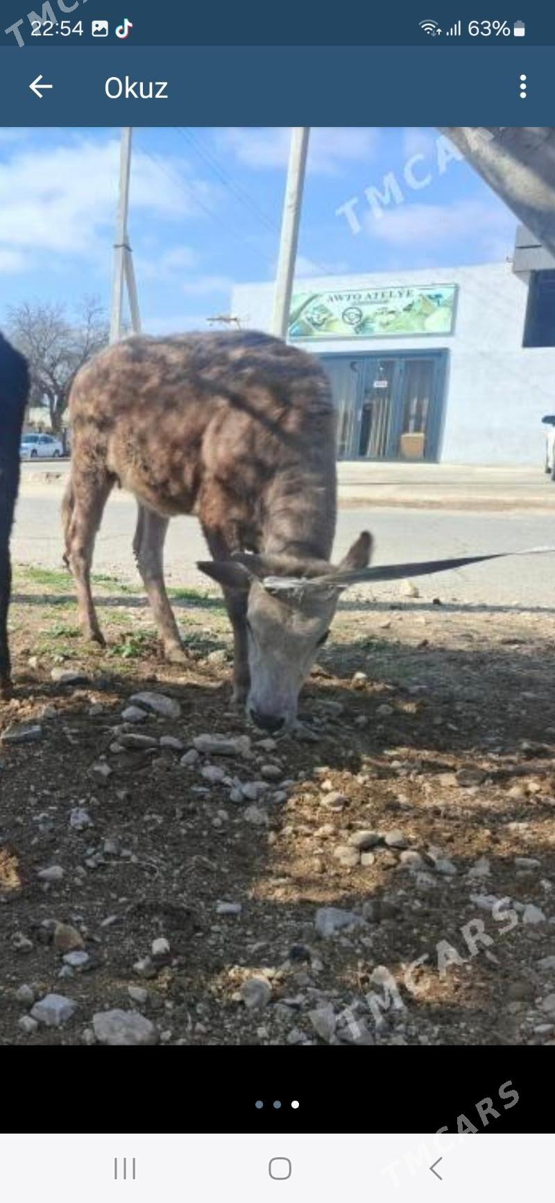 Gacar - Balkanabat - img 1