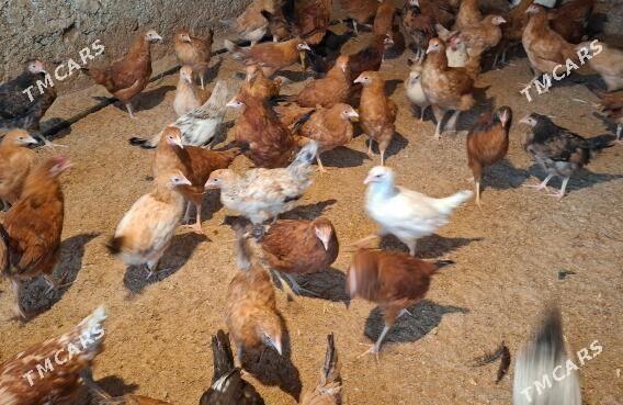 Jüje - Гёкдепе - img 1