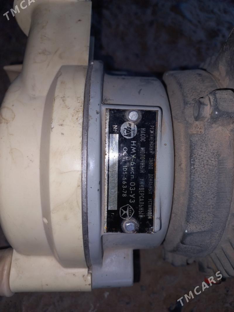 süyt nasos - Mary - img 1