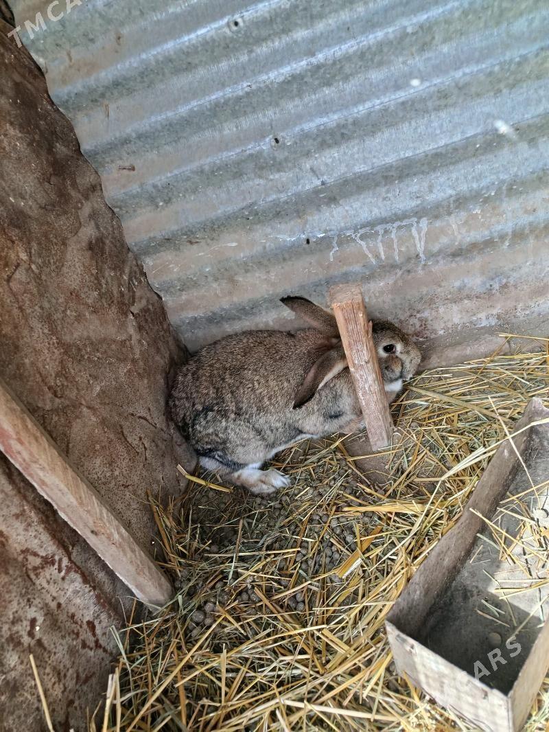 Towşan - Çärjew - img 1