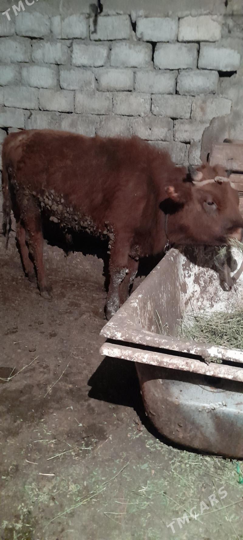 okuz - Гарадамак - img 1