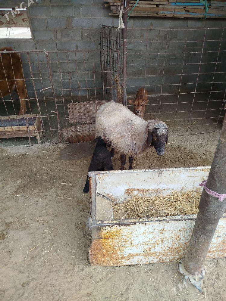 Guzuli goyun 2 sani - Gumdag - img 1