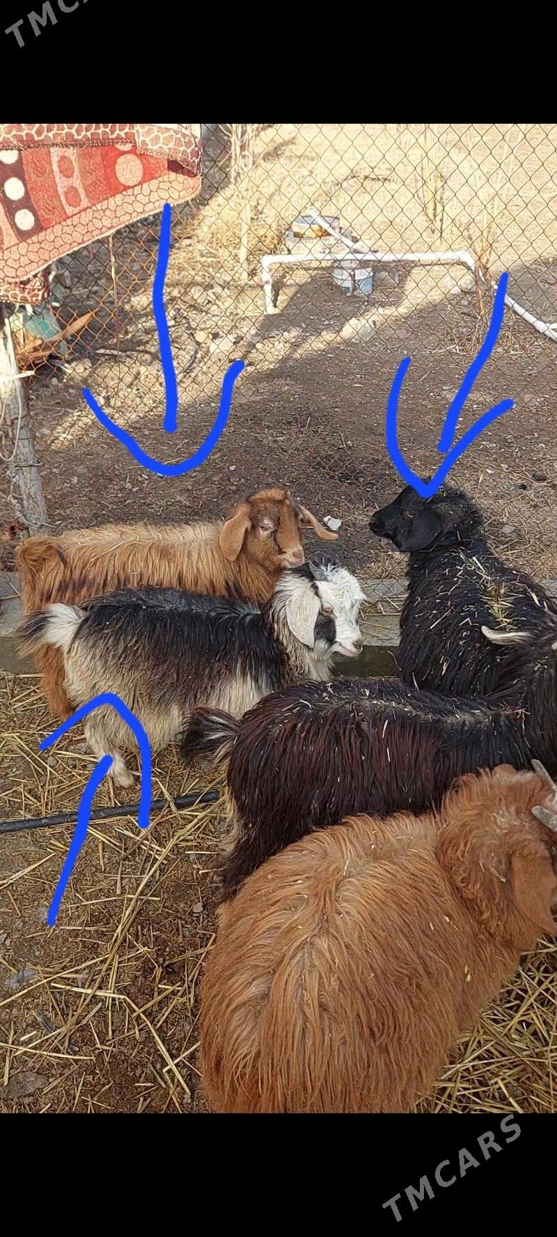 Teke cewis - Aşgabat - img 1