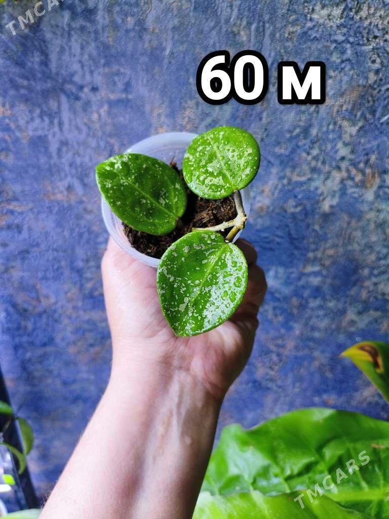 хойи сортовые - Мир 7 - img 1