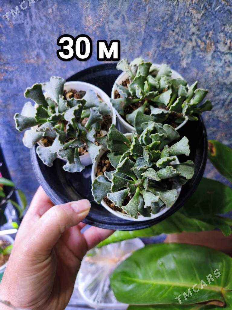 суккуленты - Мир 7 - img 1