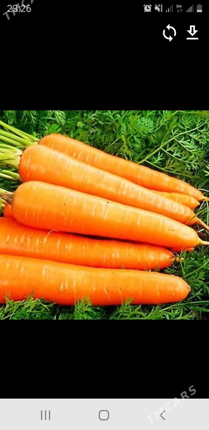 mallyk käşir - Бахарден - img 1