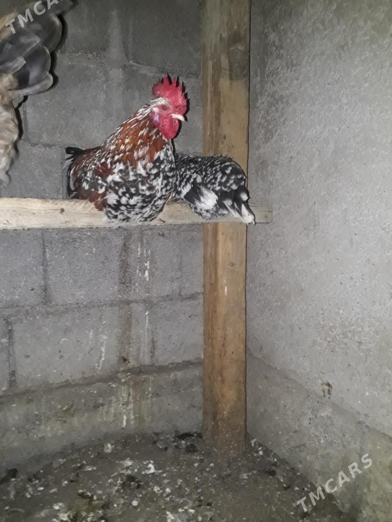 karlik - Гарадамак - img 1