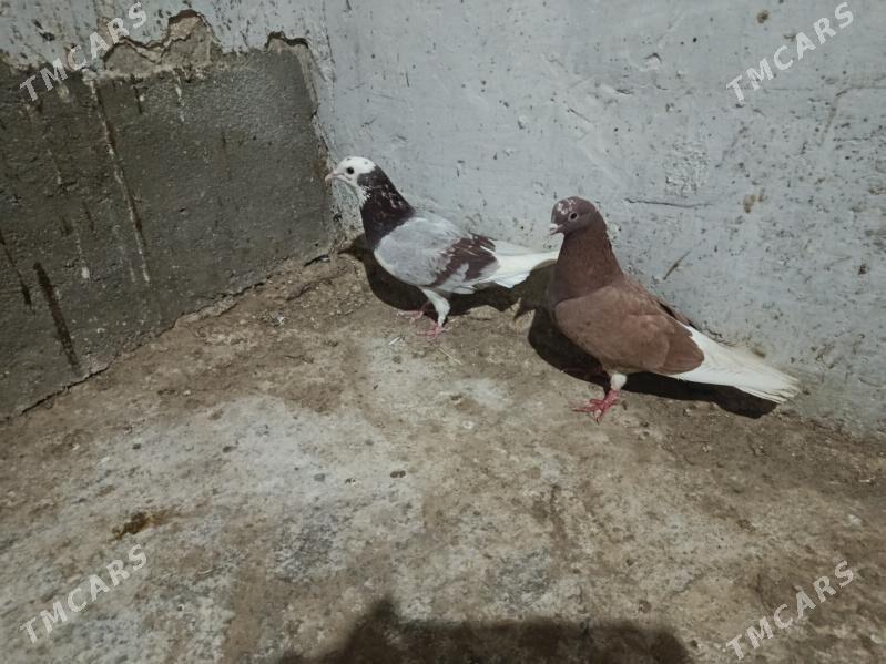 kepderi. - Гызыларбат - img 1