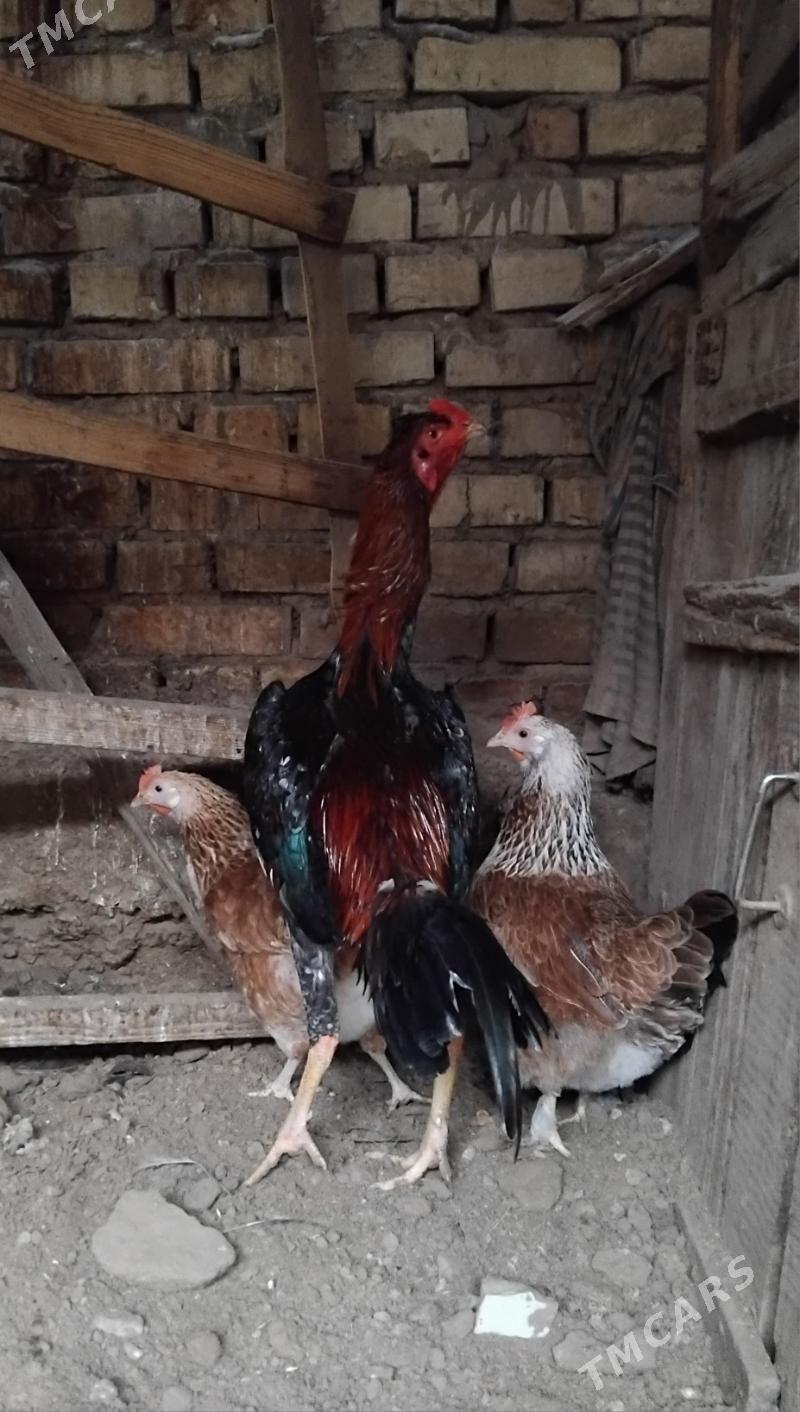 Towuklar - Aşgabat - img 1