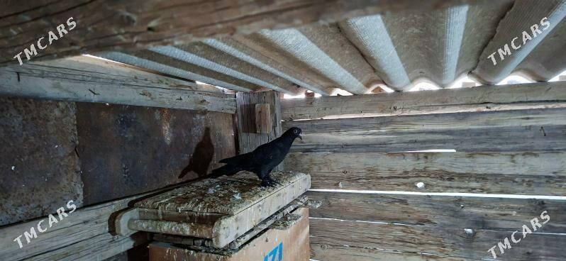 KEPDERI - Мары - img 1