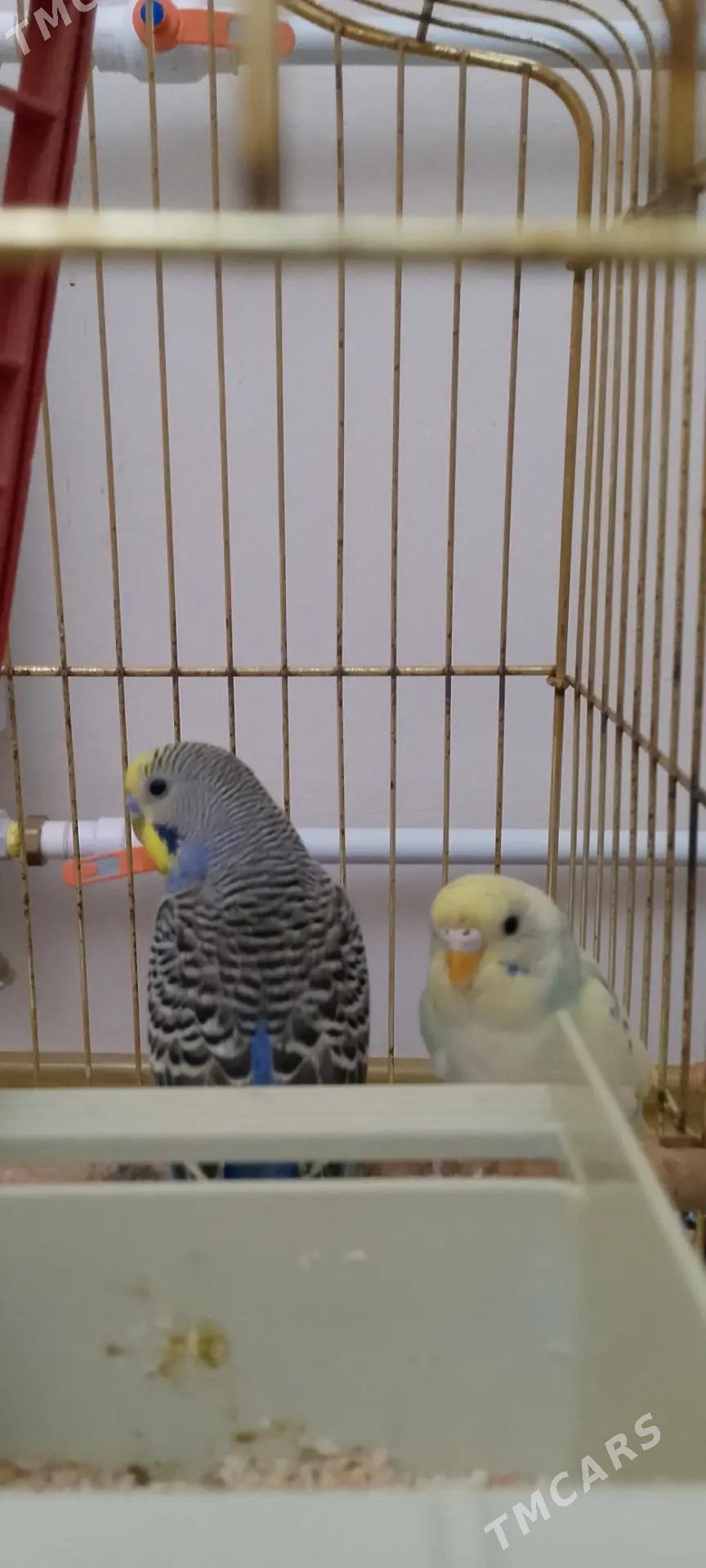 popugay - Мары - img 1