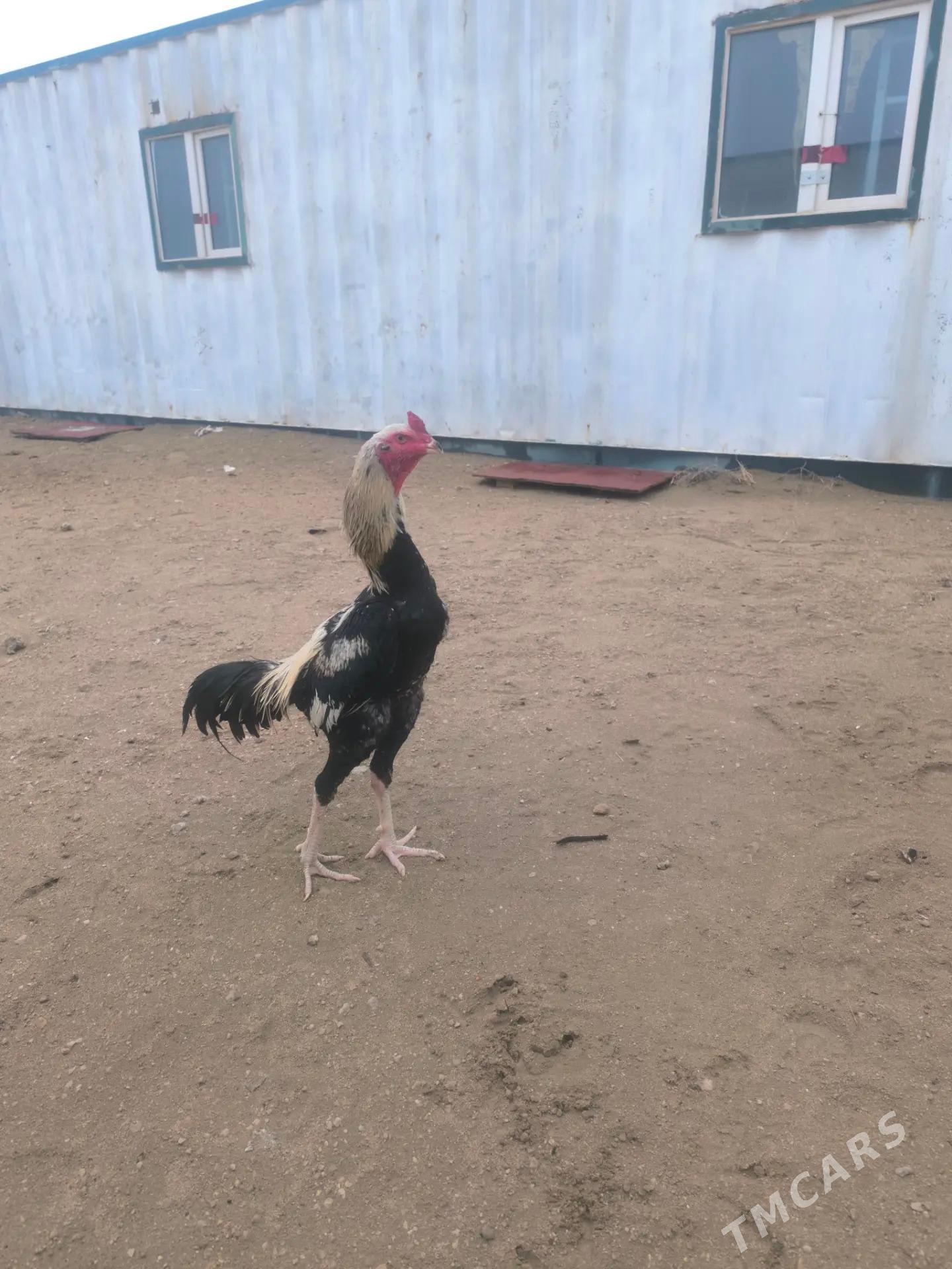 horaz - Туркменабат - img 1