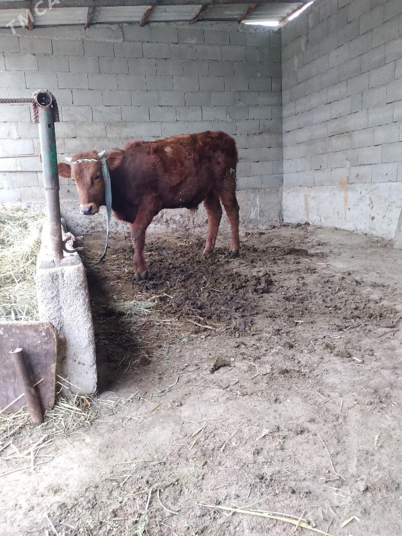 öküz - Бахарден - img 1