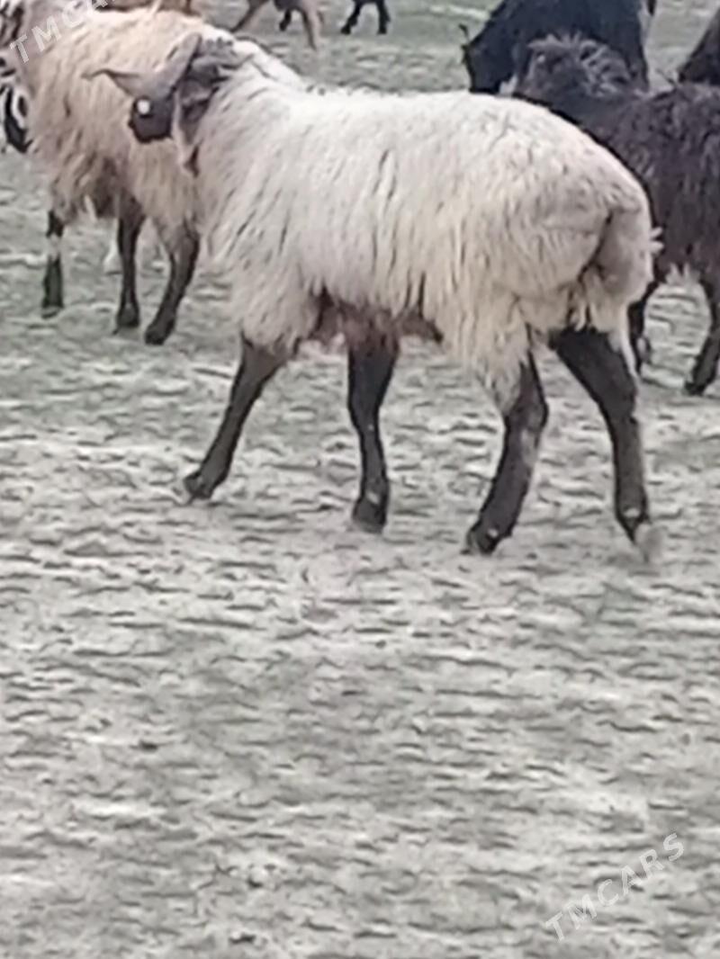 goç - Bereket - img 1