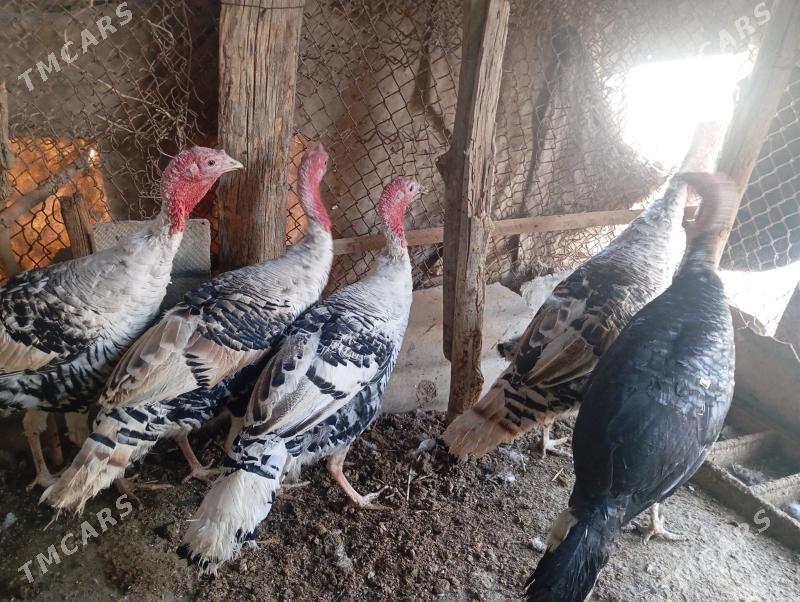 induk - Мары - img 1