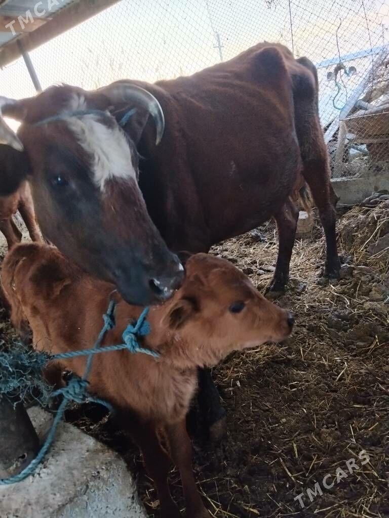 saglyk - Çärjew - img 1