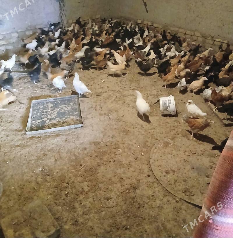 JUJE - Sakar - img 1