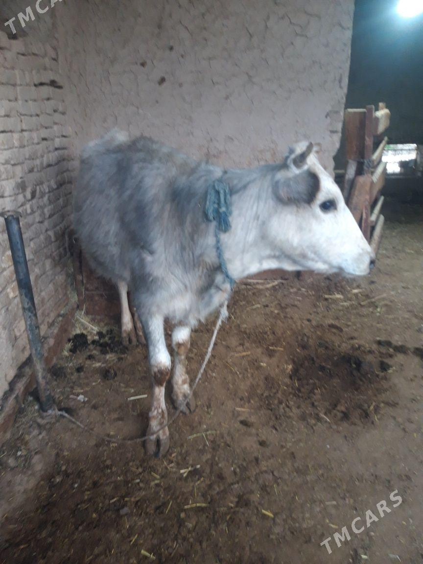 bogaz sygyr - Baýramaly - img 1