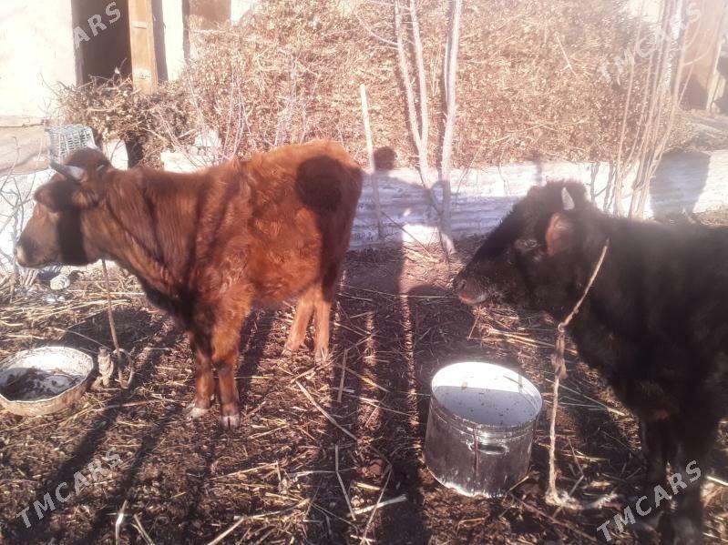 GAÇAR SYGYR OKUZ - Губадаг - img 1