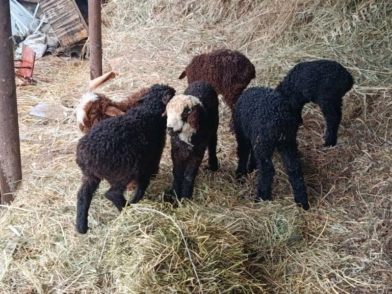 Guzy - Gökdepe - img 1