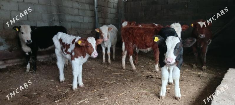 Öküz Tüwe Göle - Aşgabat - img 1