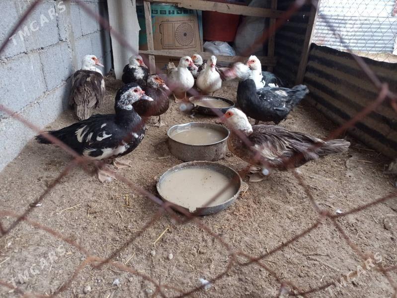 ORDEK - Бузмеин - img 1