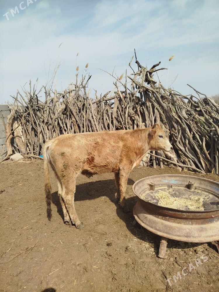 okuz - Babadaýhan - img 1