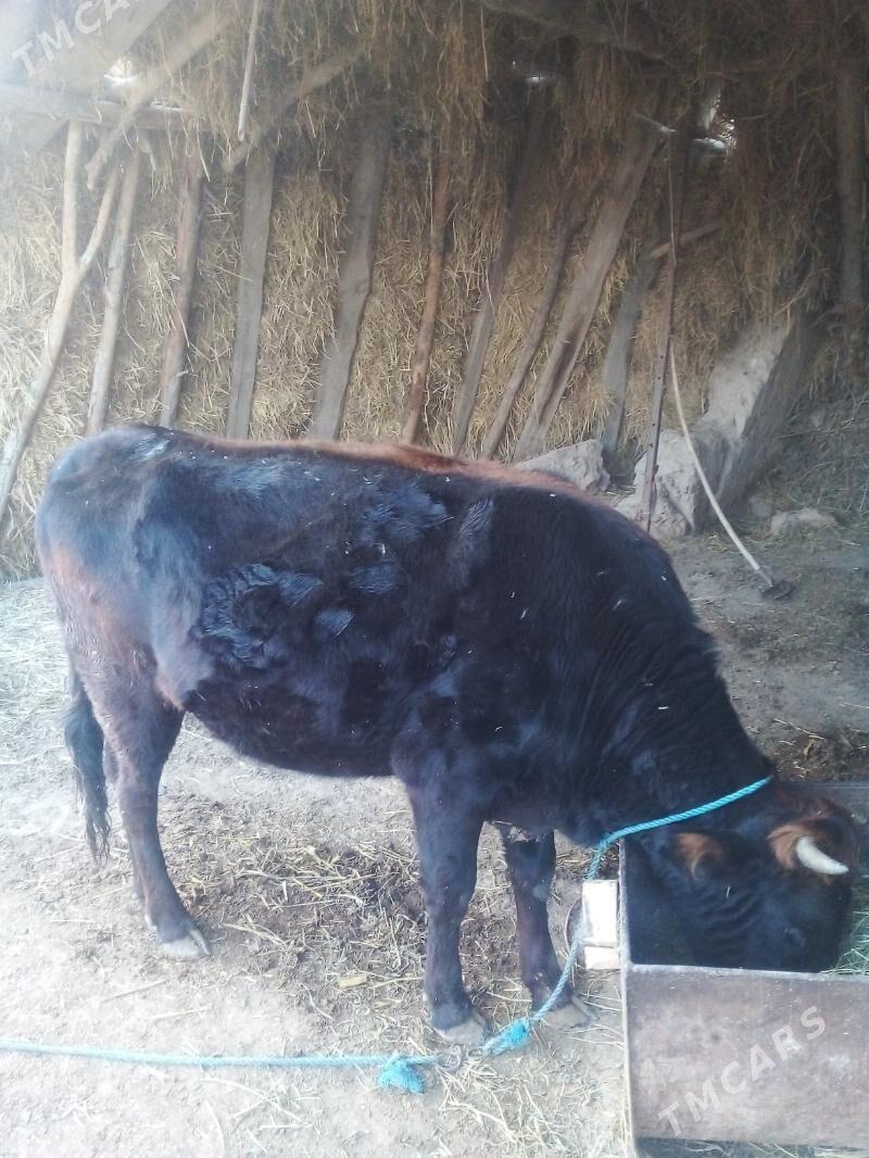 YHADJYH - Дянев - img 1